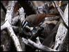 magnif_riflebird_96941