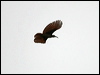 magnif_riflebird_97472
