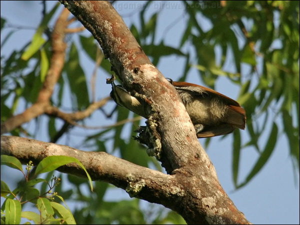 Magnificent Riflebird magnif_riflebird_04239.psd