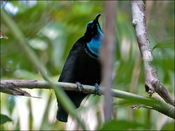 Magnificent Riflebird magnif_riflebird_120772.psd