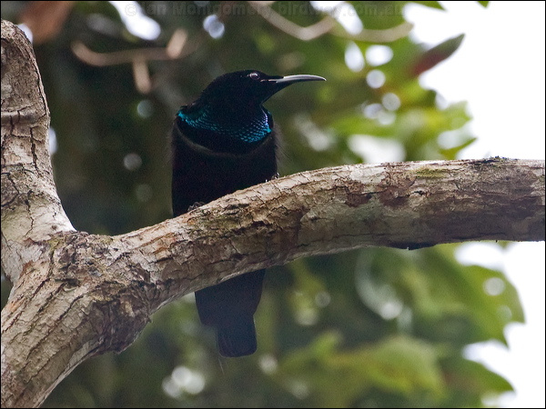 Magnificent Riflebird magnif_riflebird_120804.psd
