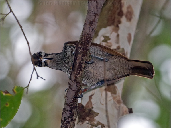 Magnificent Riflebird magnif_riflebird_120823.psd