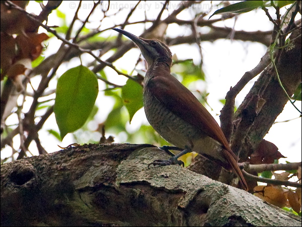 Magnificent Riflebird magnif_riflebird_121110.psd