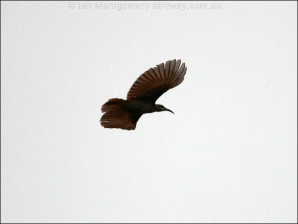 Magnificent Riflebird magnif_riflebird_97472.psd