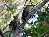 paradise_riflebird_30200