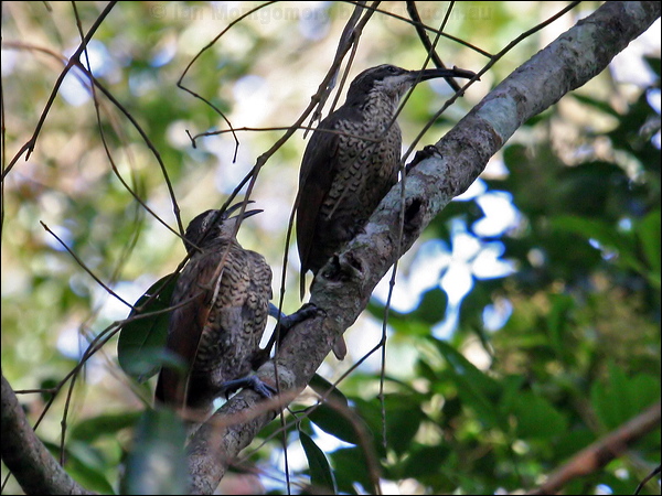 Paradise Riflebird paradise_riflebird_30200.psd