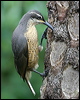victorias_riflebird_01194
