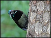 victorias_riflebird_01201