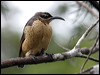 victorias_riflebird_01224