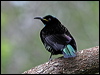 victorias_riflebird_01226