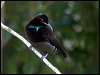 victorias_riflebird_106474