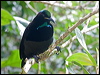 victorias_riflebird_106481