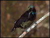 victorias_riflebird_114941