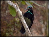 victorias_riflebird_114946