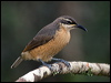 victorias_riflebird_114961