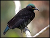 victorias_riflebird_115038