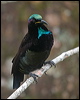 victorias_riflebird_115053