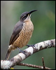 victorias_riflebird_115099