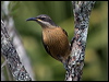 victorias_riflebird_167218