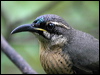 victorias_riflebird_16961