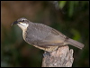 victorias_riflebird_182659