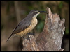 victorias_riflebird_182681