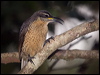 victorias_riflebird_182698