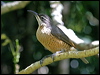 victorias_riflebird_18878