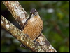 victorias_riflebird_188806