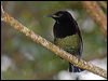 victorias_riflebird_188824