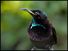 victorias_riflebird_188847