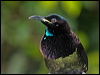 victorias_riflebird_188859