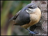victorias_riflebird_35643