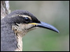 victorias_riflebird_35646