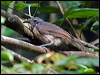 victorias_riflebird_84665