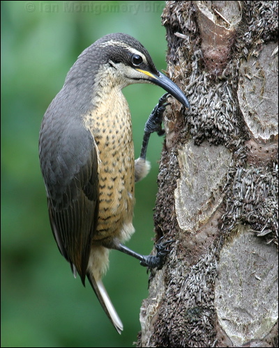 Victoria's Riflebird victorias_riflebird_01194.psd