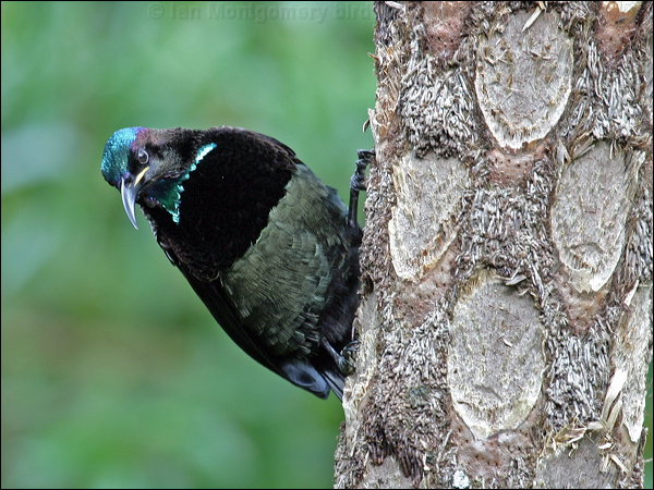 Victoria's Riflebird victorias_riflebird_01201.psd