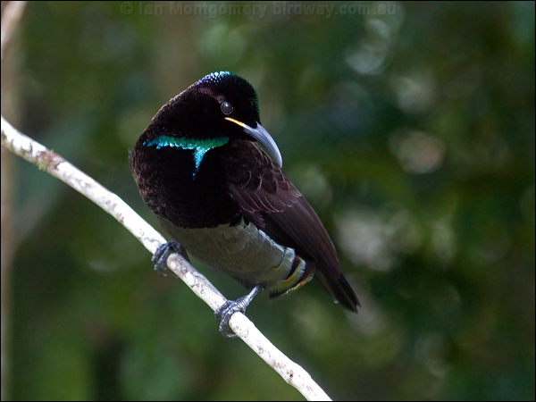 Victoria's Riflebird victorias_riflebird_106474.psd