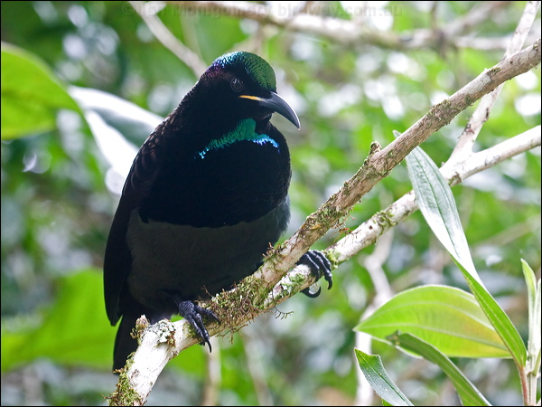 Victoria's Riflebird victorias_riflebird_106481.psd