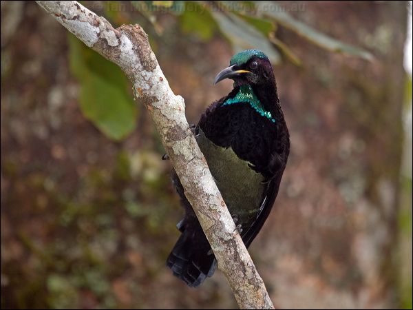 Victoria's Riflebird victorias_riflebird_114946.psd