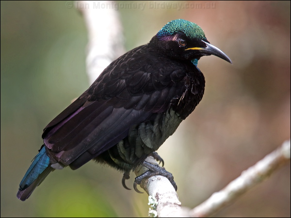Victoria's Riflebird victorias_riflebird_115038.psd