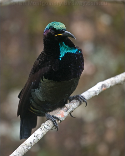Victoria's Riflebird victorias_riflebird_115053.psd