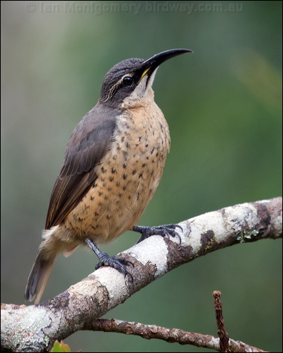 Victoria's Riflebird victorias_riflebird_115099.psd