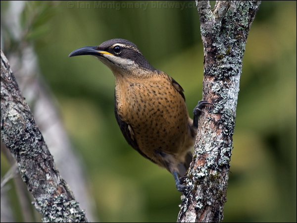 Victoria's Riflebird victorias_riflebird_167218.psd