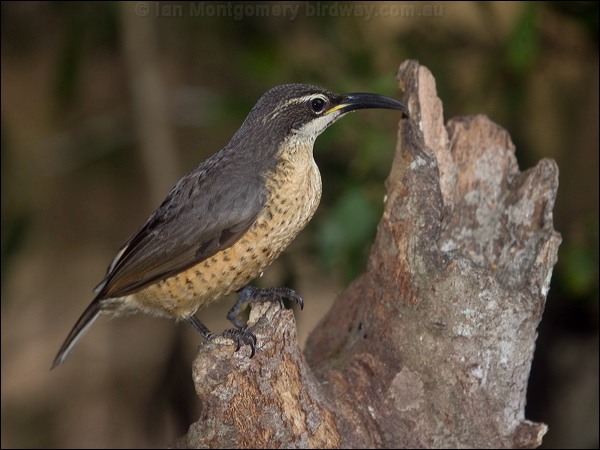 Victoria's Riflebird victorias_riflebird_182681.psd