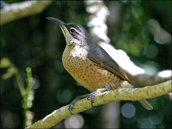 Victoria's Riflebird victorias_riflebird_18878.psd