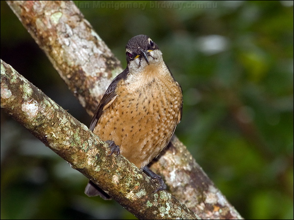 Victoria's Riflebird victorias_riflebird_188806.psd