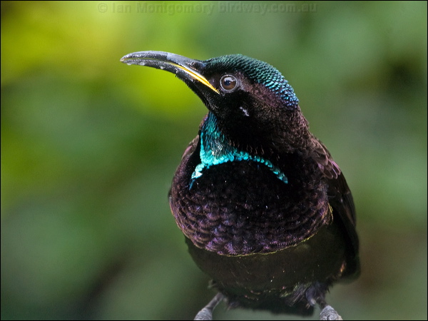 Victoria's Riflebird victorias_riflebird_188847.psd