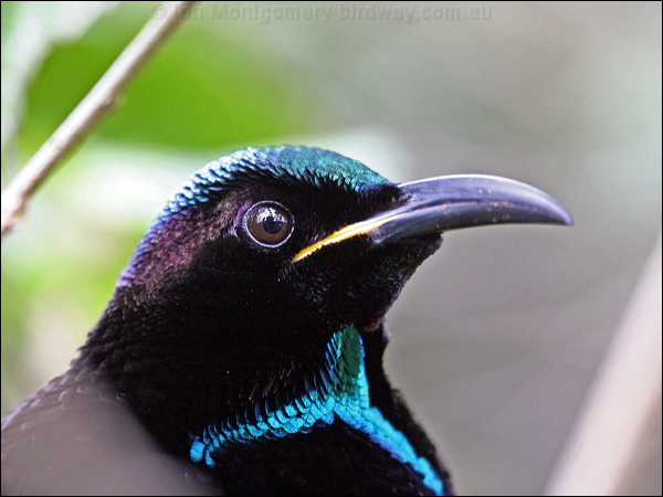 Victoria's Riflebird victorias_riflebird_35512.jpg