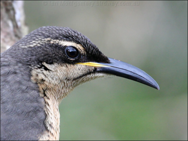 Victoria's Riflebird victorias_riflebird_35646.psd